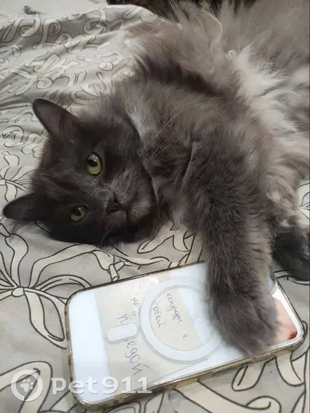 Пропала кошка, Парковая ул., 9, Сыртинский - photo