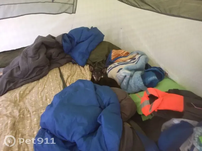 Пропала собака на базе отдыха, Приморск - photo