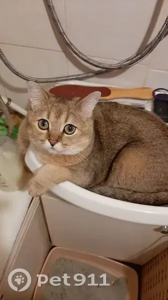 Пропала кошка, Парковая ул. 4, Светлый - photo