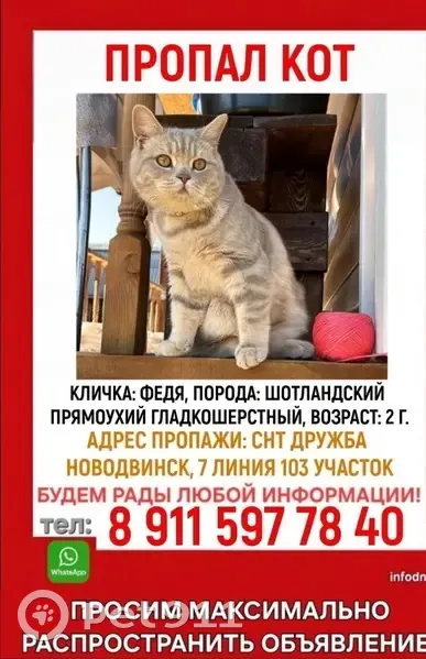 Пропала кошка, СНТ ДРУЖБА, Новодвинск - photo