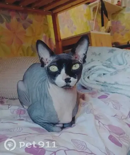 Кот найден: ул. Победы, 22, Северск - photo