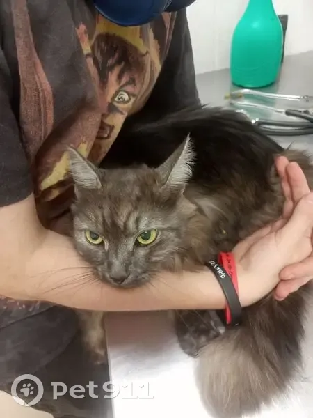 Найдена кошка, ул. Гагарина 7, Екатеринбург - photo