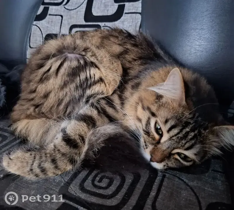 Пропала кошка, Южная ул., Курган - photo