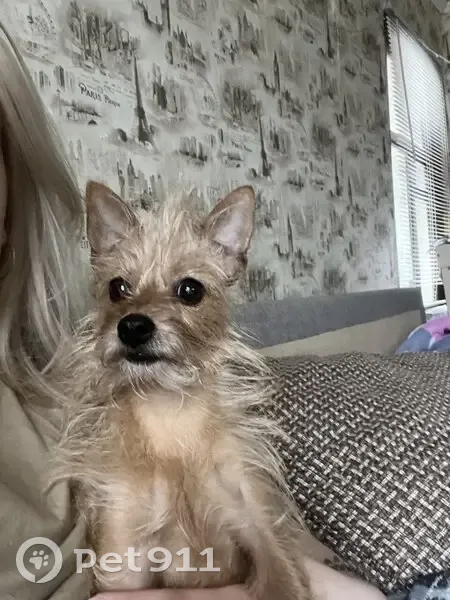 Пропала собака на Телефонной, Красноармейск - photo