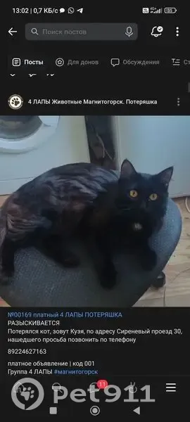 Пропала чёрная кошка, Сиреневый пр., 30 - photo