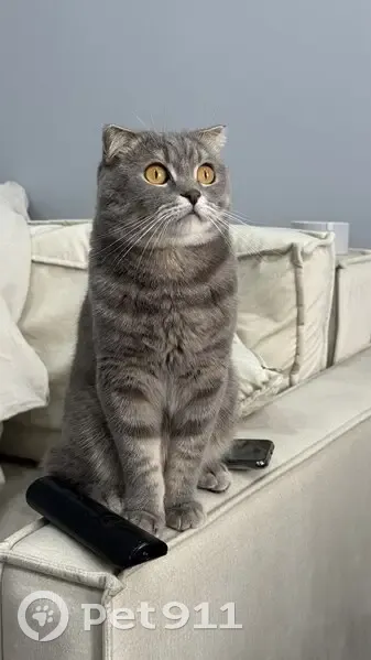 Пропала кошка, Советская 12, Песчаное - photo