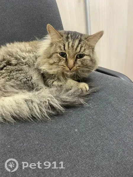 Кошка найдена на ул. Куйбышева, 84/2 - photo