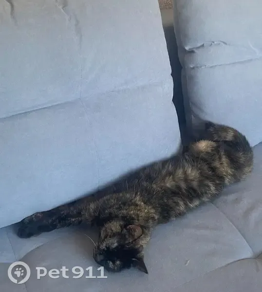 Пропала кошка на Смотровой улице, Красноярск - photo