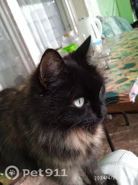 Пропала кошка, 3-я линия, Ульяновск - photo