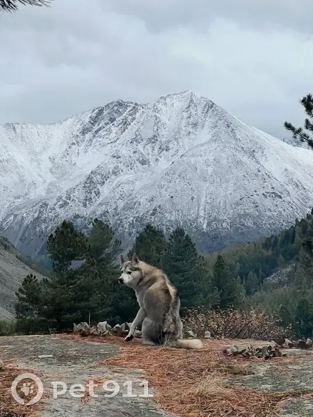 Пропала собака, Кучерла, 84К-62 - photo