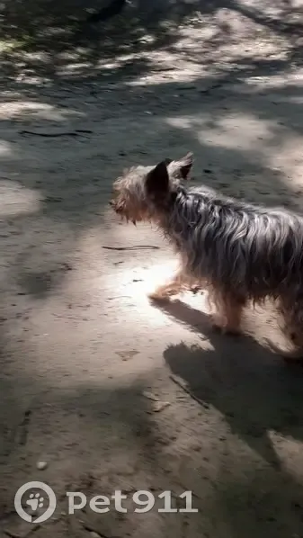Йорк найден в сквере на ул. Яналова, Калининград - photo