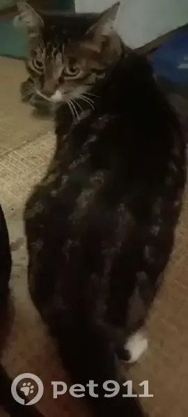 Пропала кошка, ул. Ползунова 24, Чита - photo