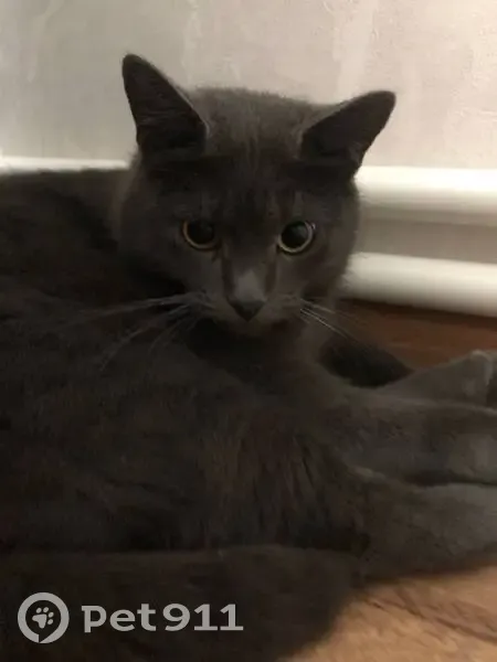 Пропала серая кошка, Красноармейская ул. - photo