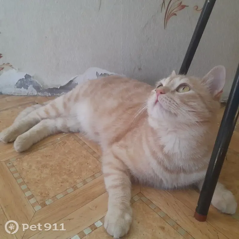 Пропал Рыжик, ул. Кутузова, 87А, Крск - photo