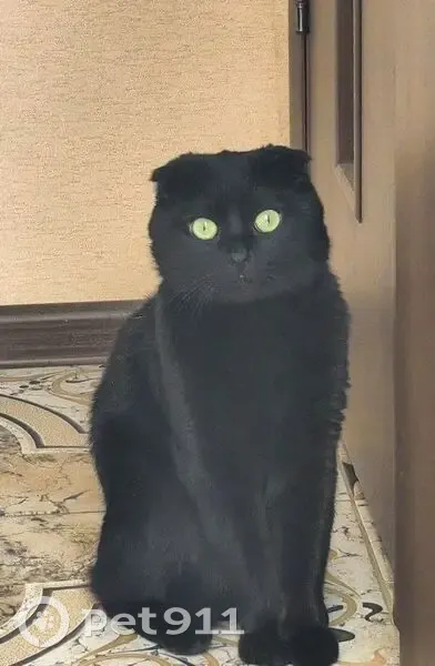 Пропала кошка, ул. Ландера 28, Минск - photo