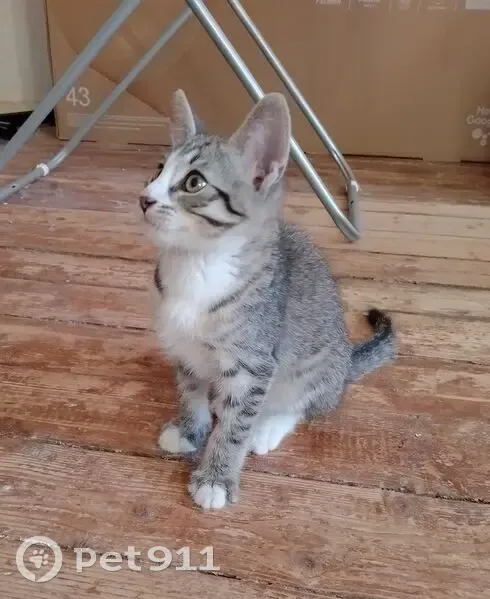 Котенок найден: Академическая ул., 18, Тверь - photo