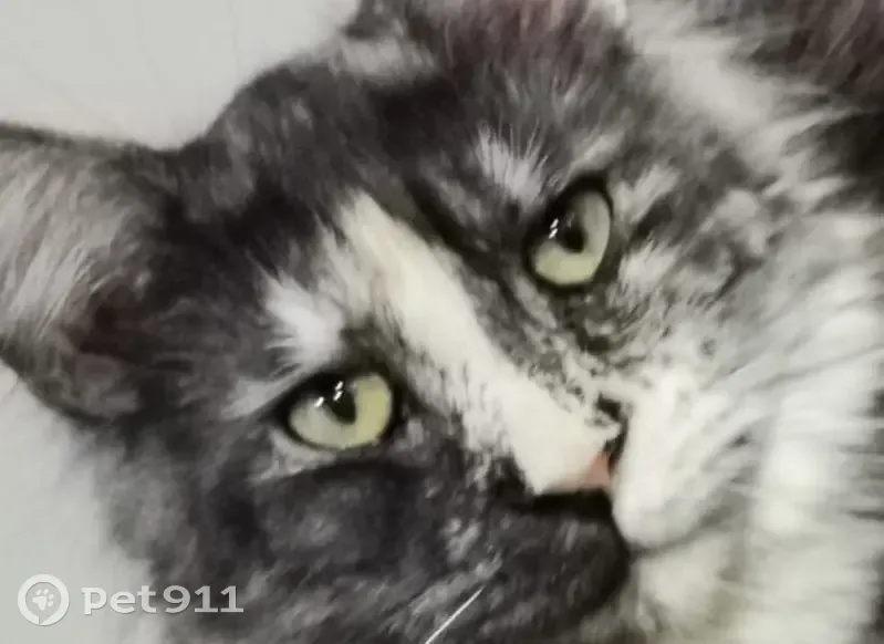 Пропала кошка, Смоленская обл., 66Н-0350 - photo