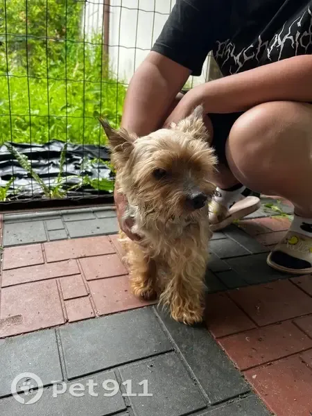 Найден йоркширский терьер на ул. Яналова - photo