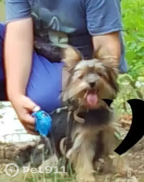 Пропала собака в парке Динамо, Хабаровск - photo