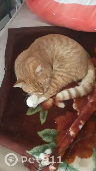 Пропал рыжий кот, ул. Майдан, Владимир - photo