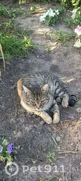 Пропала кошка, ул. Павлова, Новосибирск - photo