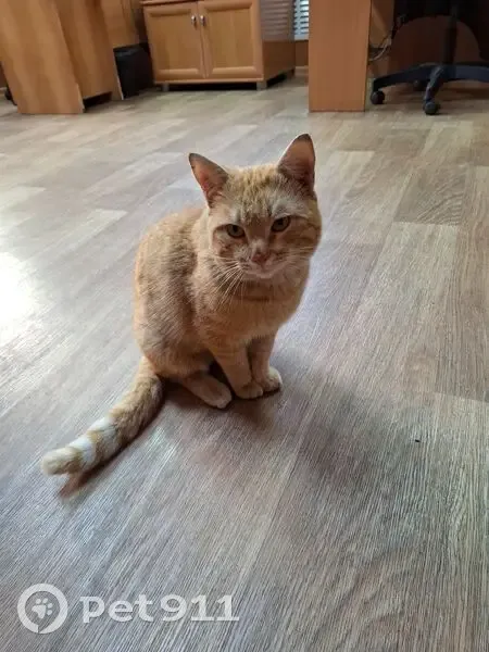 Пропал кот Персик, ул. Чехова 10А, Астрахань - photo