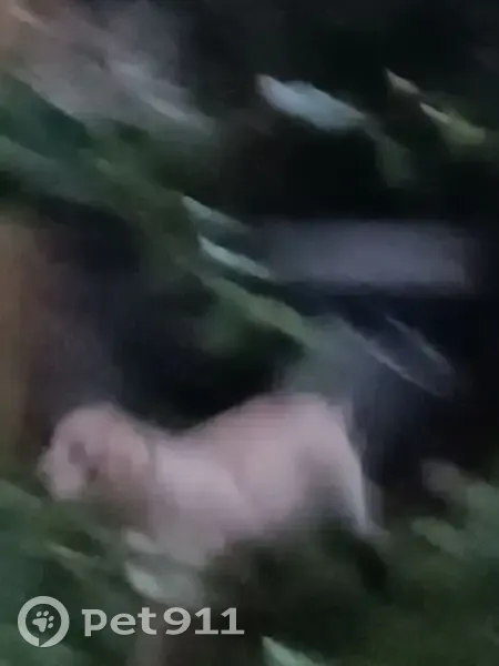 Найдена собака в ошейнике, Курган - photo