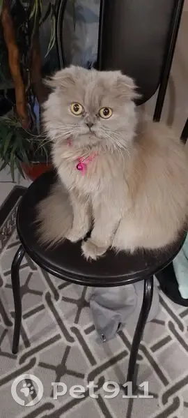 Пропала кошка, Рашпилевская 19, Краснодар - photo