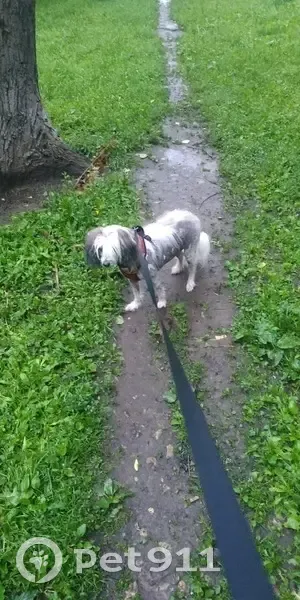 Пропала собака, Студёный проезд, Москва - photo