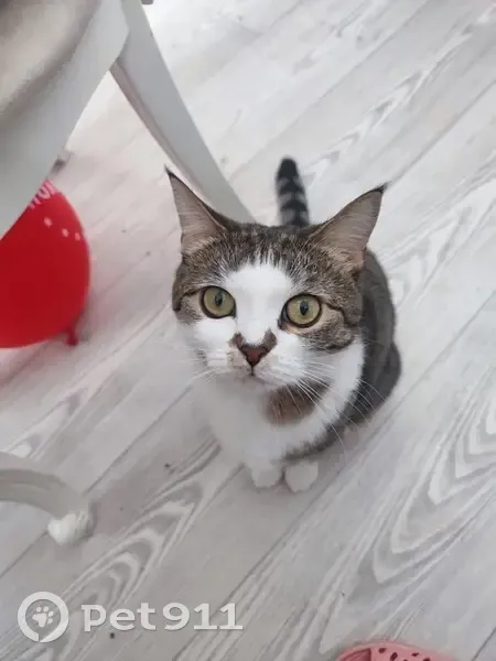 Пропала кошка, Солнечная ул., Самара - photo