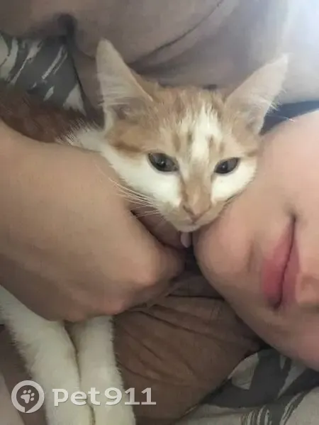 Пропала кошка, 27-я Северная, 1А, Омск - photo