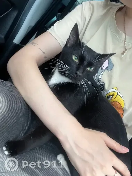 Найдена кошка, Звенигородская 68, Челябинск - photo