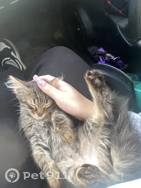 Пропала кошка, Стара-Загора 277, Самара - photo