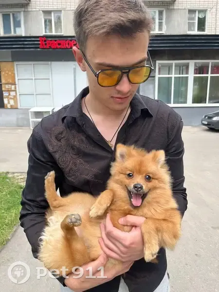 Рыжий шпиц найден на Бутлерова, 45 - photo