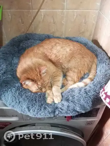 Пропала кошка, Силикатная 16, Казань - photo