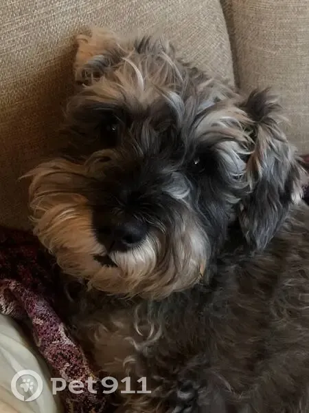 Пропала собака в Терновском, Саратовская обл. - photo