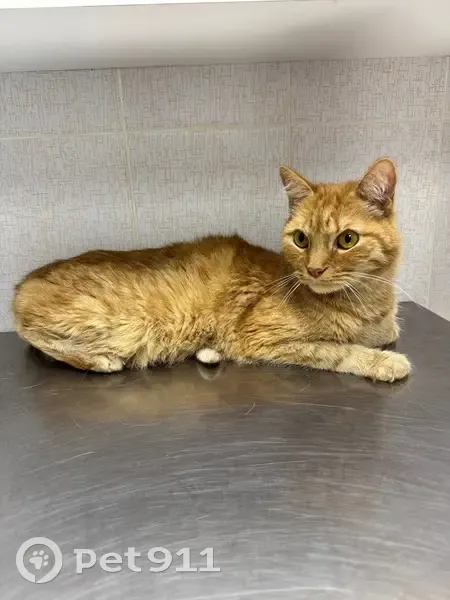 Найдена кошка на ул. Софьи Ковалевской, 18 - photo