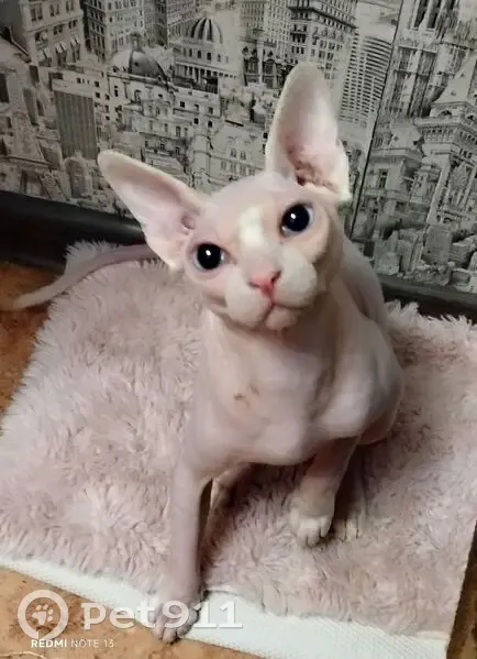 Пропал лысый кот, Марийская ул. 10, Волгоград - photo