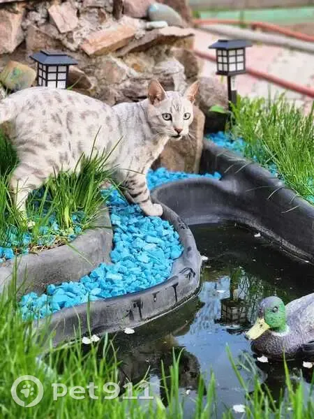 Пропала кошка, ул. Вейнбаума, Красноярск - photo