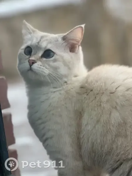 Пропала кошка, 1-я Набережная, 90, Саранск - photo