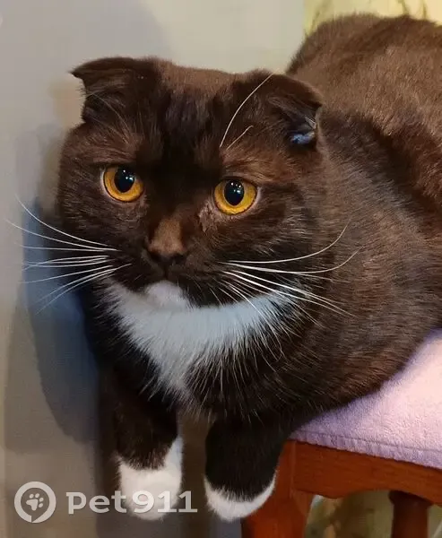 Пропала кошка, МО, вислоухий, полосатый - photo