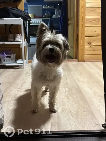 Найдена собака Рекс, МО, 36 - photo