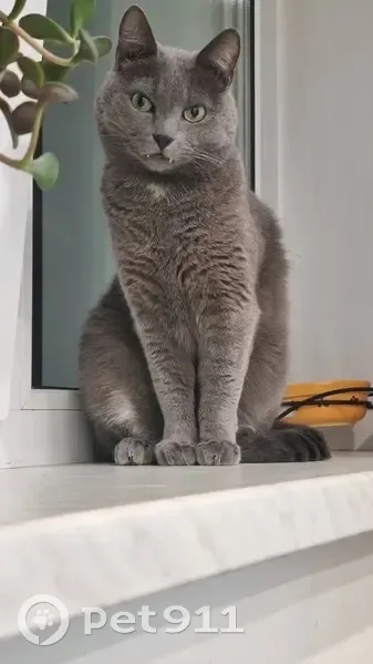 Пропала кошка, Пионерская 31, Новоильинский - photo