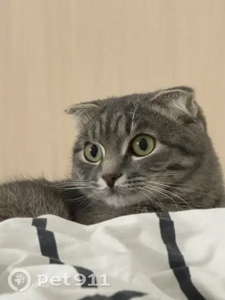 Пропала кошка, ул. Чорос-Гуркина, 72 - photo