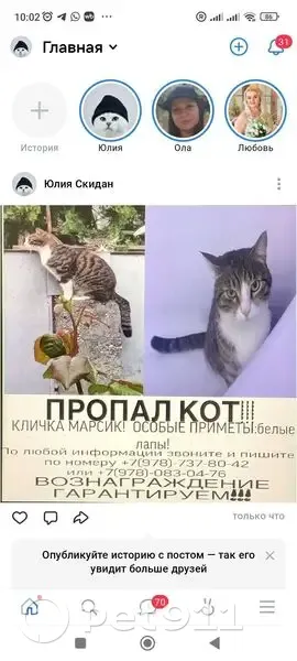 Пропала кошка, Стадионная ул., Симферополь - photo