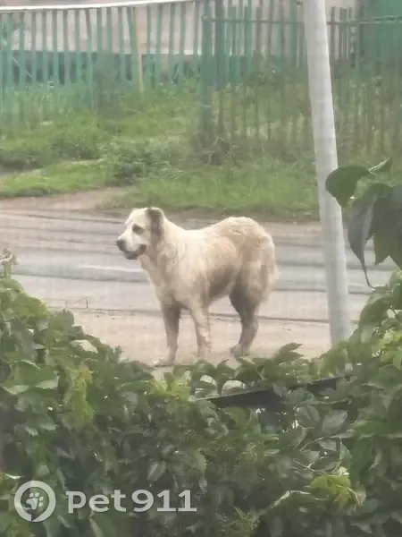 Собака найдена: 42К-608, Боринское - photo