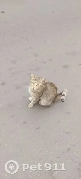 Кошка найдена у подъезда Малышева 11 к3 - photo