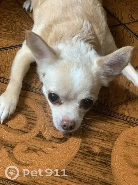 Пропала собака в районе Цхнети, Тбилиси - photo