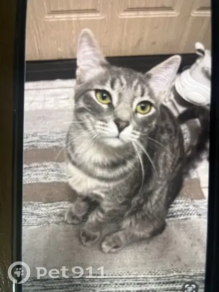 Пропала кошка, СНТ Вишневый сад, 4-я линия - photo