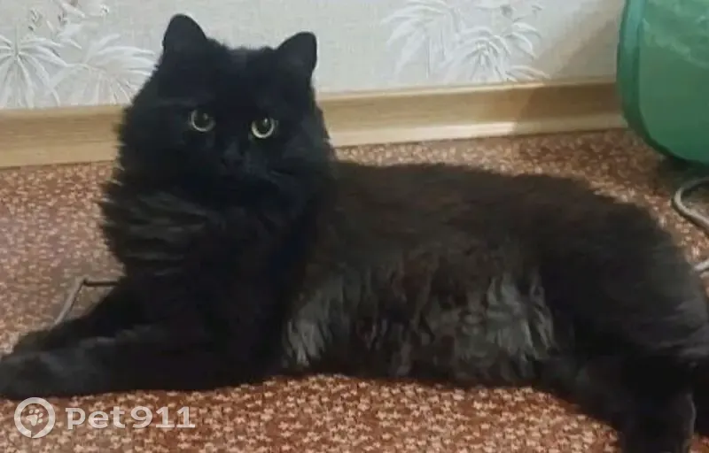 Пропала кошка на М-11 у Трубникобор  - photo